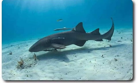 Nurse Shark