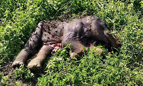 Wild elephant calf found dead at Bogajuli Reserve Forest in Baksa