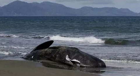 52 short-finned pilot whales found dead on Indonesian beach