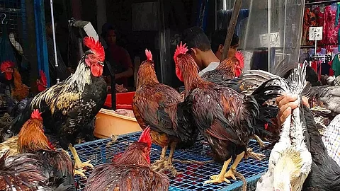 World's 1st case of human infection with bird flu in Russia
