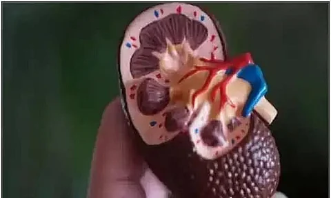 How to Have Your Kidneys Healthy? 9 Golden Rules to Heal Kidneys Naturally