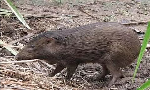 Spot these rare and exotic animals only in India