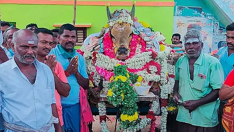 Defying lockdown thousands take out funeral procession of a temple bull in Tamil Nadu