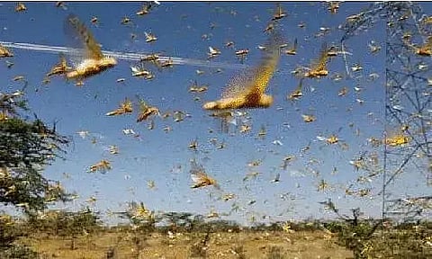 Locusts damage over 1,100 hectares of crops across Nepal