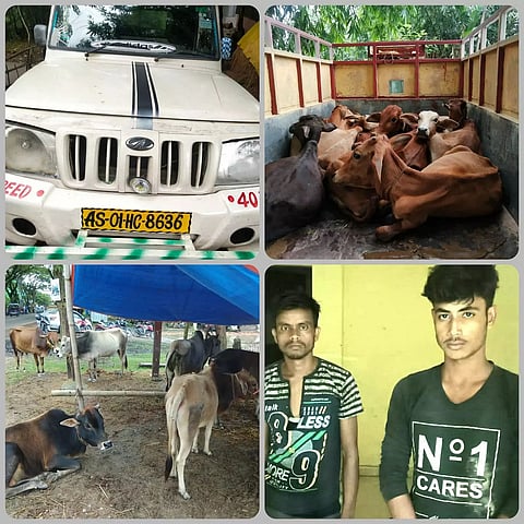 2 smugglers seized with 29 cattle heads in Dhubri