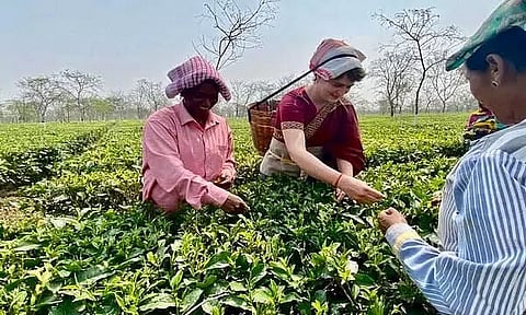 Priyanka Gandhi Plucks Tea Leaves During Off-Season: BJP Leader Jitendra Singh