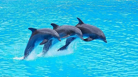 Study Finds Dolphins Form Friendships Through Shared Interests, Just Like Humans