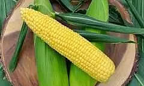 The Pursuit of King Corn: Agricultural Marketing