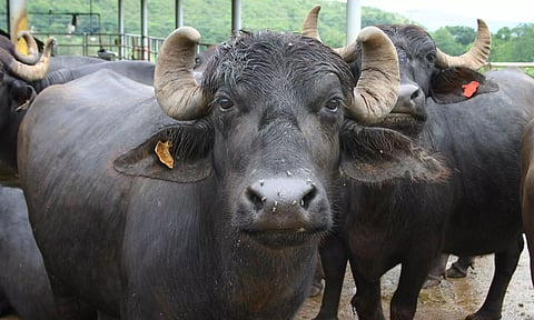 Man flouts COVID-19 norms by Celebrating Buffalo's Birthday in Maharashtra; case registered