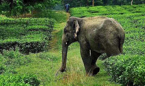 BODO TERRITORIAL REGION: Safe haven to kill elephants