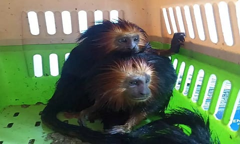 Endangered species of wildlife recovered; three persons nabbed by Assam Police