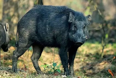 Assam: Wild boar from Pobitora killed by poachers, meat sold in black market