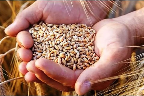 Punjab government postpones wheat procurement