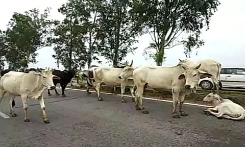 Bangladeshi cattle-lifter killed in Tripura border encounter