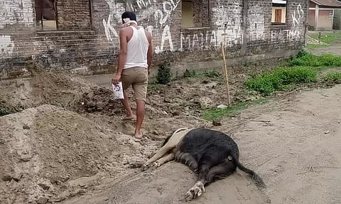 Pigs dying at alarming rate due to African Swine Fever in Lakhimpur