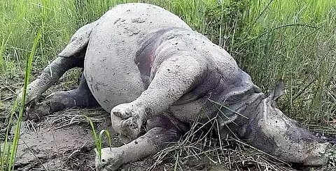 Rhino killed by poachers in Kaziranga National Park