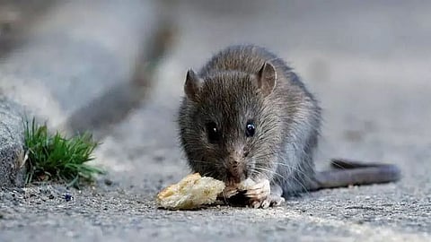 Amid coronavirus outbreak, a man in China has died from Hantavirus