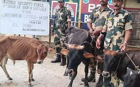 Cattle on way to Bangladesh fall in Border Security Force net