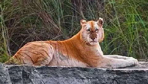 Heard of Golden tigers? Visit Kaziranga to find the only one in India