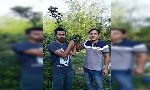 Pushed by COVID crisis, two youths grow apples in tribal areas of Tripura