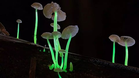 Representational image