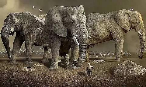 Probe into deaths of elephants in Jaipur