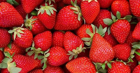 From strawberries to pearls: UP farmers expand horizon