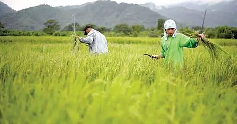 Weather forecasting for crop management