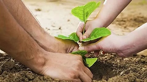 Information about how to obtain saplings free