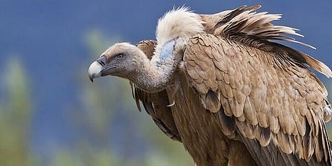 India's plan ensures vultures rule skies once again
