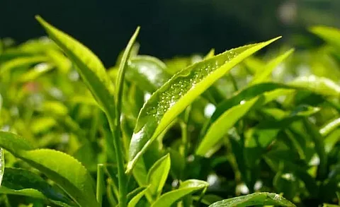 Tata Tea office