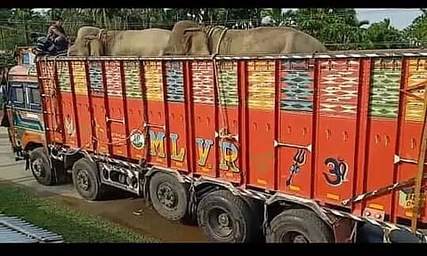Two Elephants En Route Odisha Seized by Assam Police
