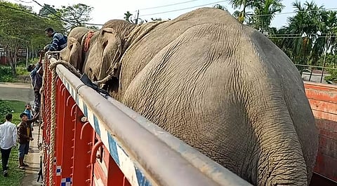 Illegal transportation of two domestic elephants to Odhisa!