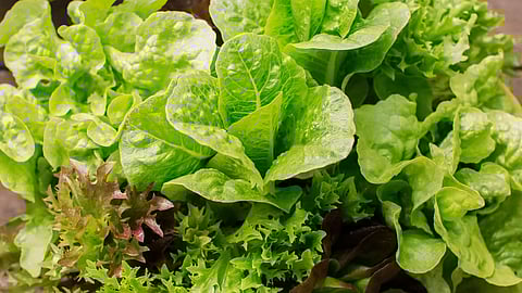 HERBAL RECIPE OF RONGALI BIHU