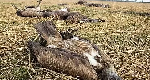 Representative image