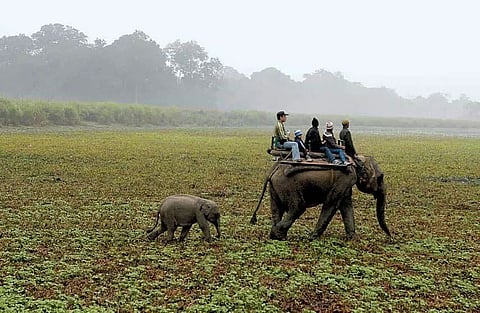 Despite pandemic, Kaziranga National Park woos two lakh tourists in 6 months
