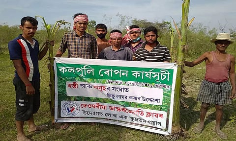 Youths plant banana trees for elephant food in Sivasagar district