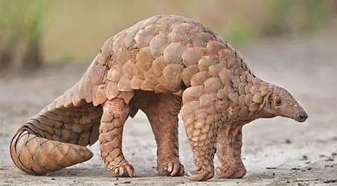 Biggest pangolin seizure in NE, eight arrested in Ri Bhoi district