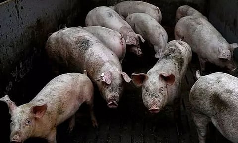 10 Epicentre of African Swine Fever Identified in Meghalaya
