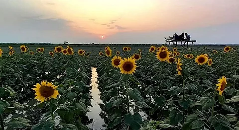 Youths take up maize, sunflower cultivation in Demow
