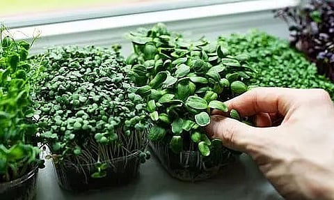Microgreens Health Benefits, Nutrition & How to Grow Microgreens at Home