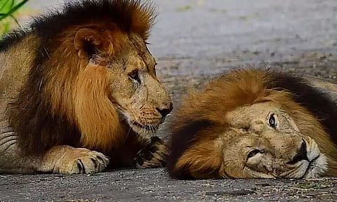 Hyderabad Zoo Asiatic Lions diagnosed with SARS-CoV2 virus, not COVID: Centre