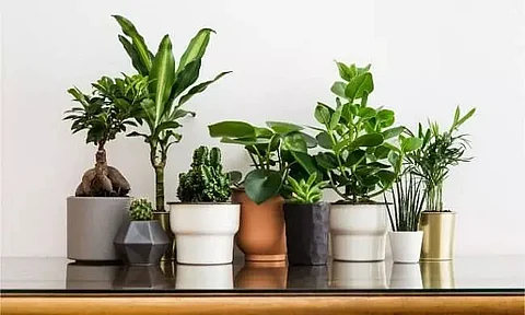 Indoor Plants that Help Add Oxygen to the Air While Making Your Home Look Chic