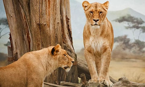 Two Lionesses Tested COVID Positive at Etawah Safari Park in Uttar Pradesh