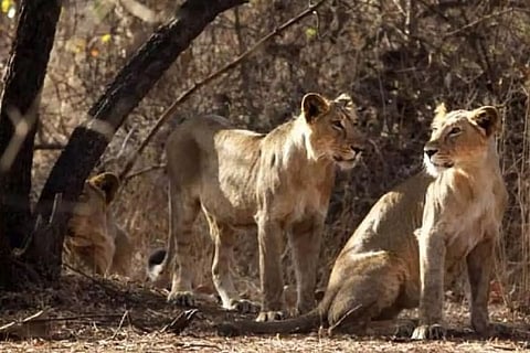 Two lionesses in Uttar Pradesh contract COVID