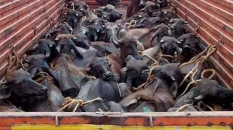 BSF seizes 43 cattle along Indo-bangla border