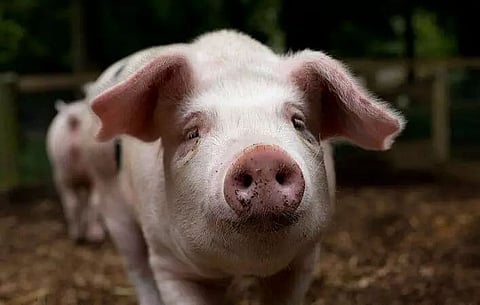 Philippines declares state of calamity over African swine fever