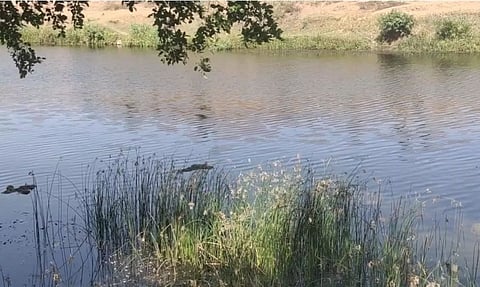 Two Dead Bodies Found Floating in Madhya Pradesh's Runj River