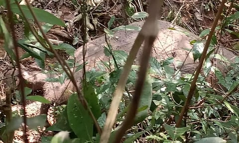 Death of 18 Jumbos: Assam Environment Minister Suklabaidya Visits Location, Investigation is On