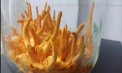 Valued at Rs 1.5 Lakh/KG, Gujarat Scientists Grow One of Costliest Mushrooms
